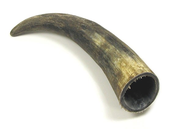 Raw Horn - 15" Raw Horn - 15"