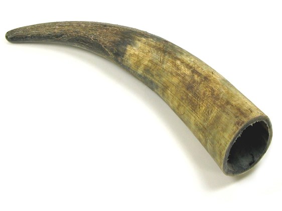 Raw Horn - 20" Raw Horn - 20"