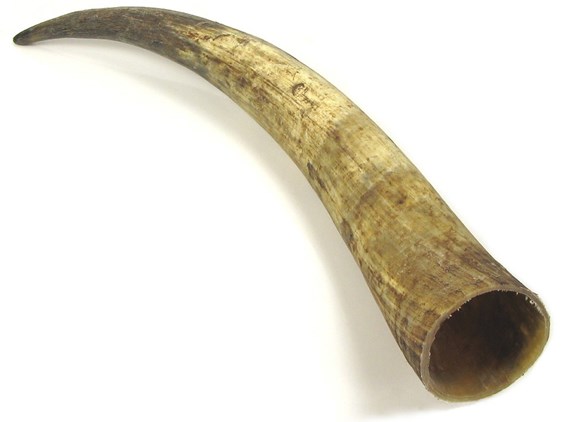 Raw Horn - 25" Raw Horn - 25"
