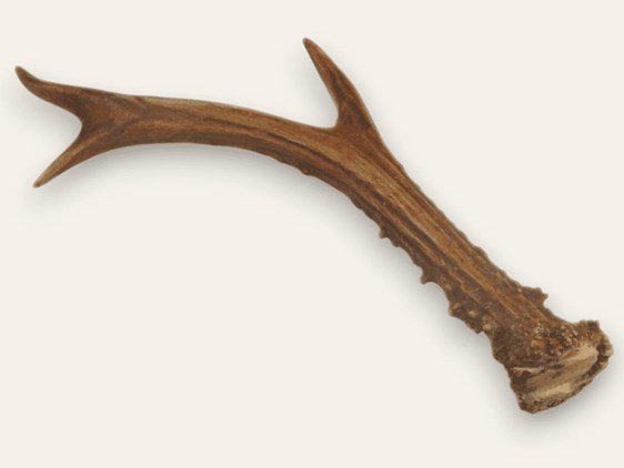 Roe Deer Antler - Whole