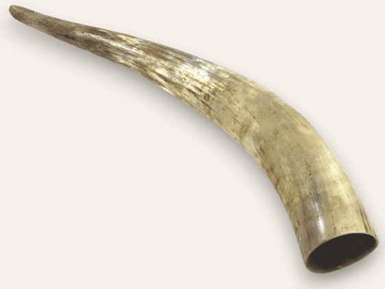 Rough Horn - 25"