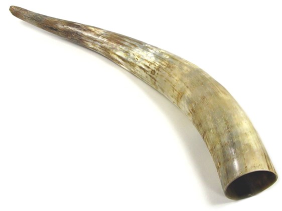 Rough Horn - 25" Rough Horn - 25"