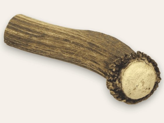 Stag Antler Handle - Crown