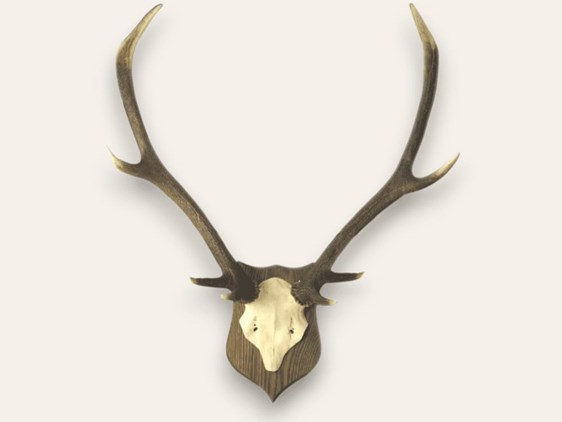 Stag Antler on Skull - Mounted Stag Antler on Skull - Mounted