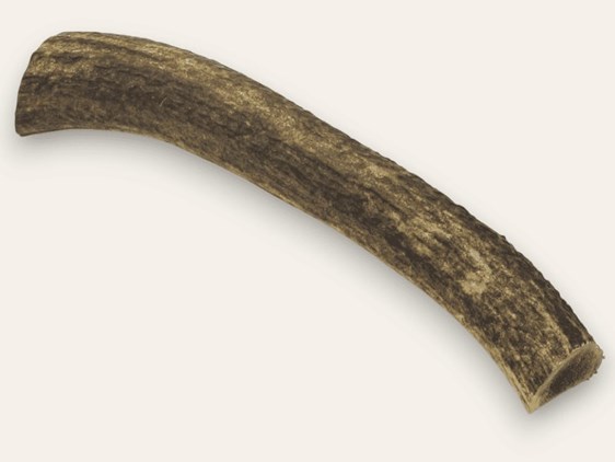 Stag Antler Roll - 9"