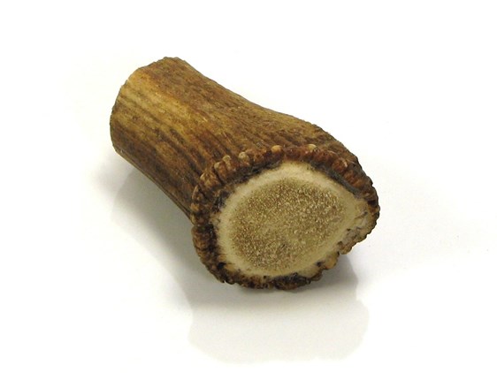 Stag Antler Crown Stag Antler Crown