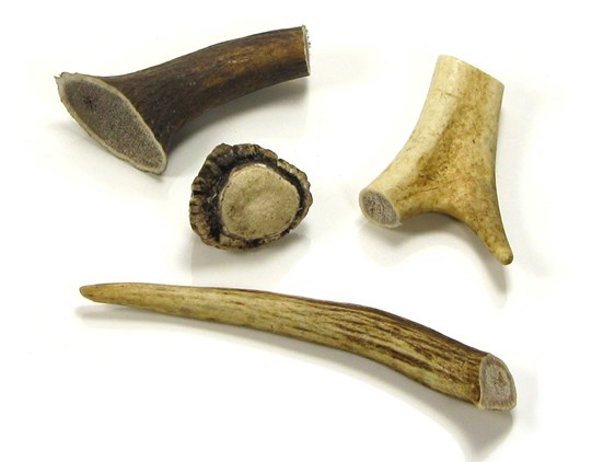 Stag Antler Bits Stag Antler Bits