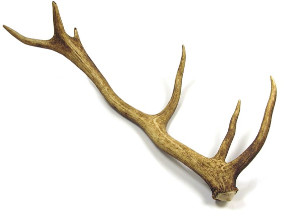 Stag Antler - Whole Stag Antler - Whole