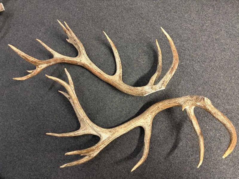 Red Deer Antlers - 6.55kg