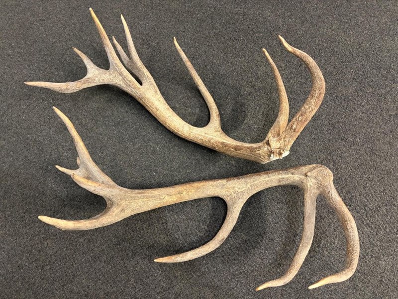 Red Deer Antlers - 6.2kg