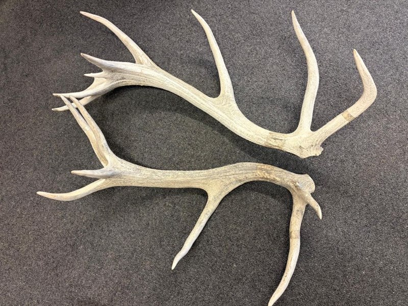 Red Deer Antlers - 3.3kg