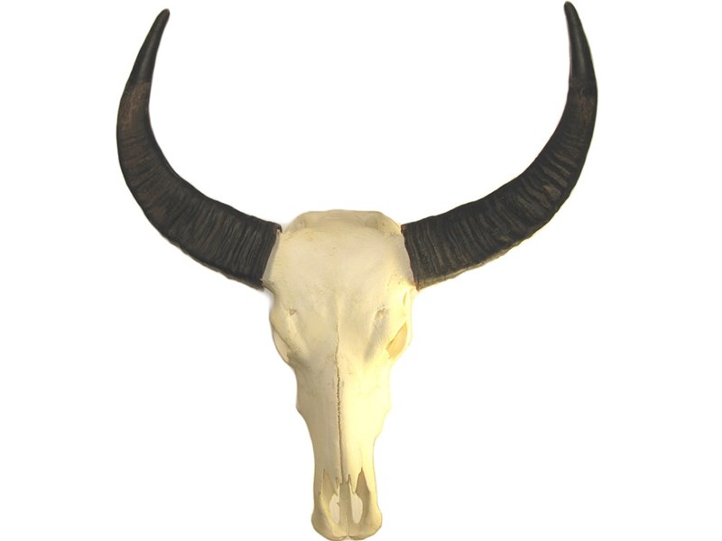 Buffalo Horns on Skull