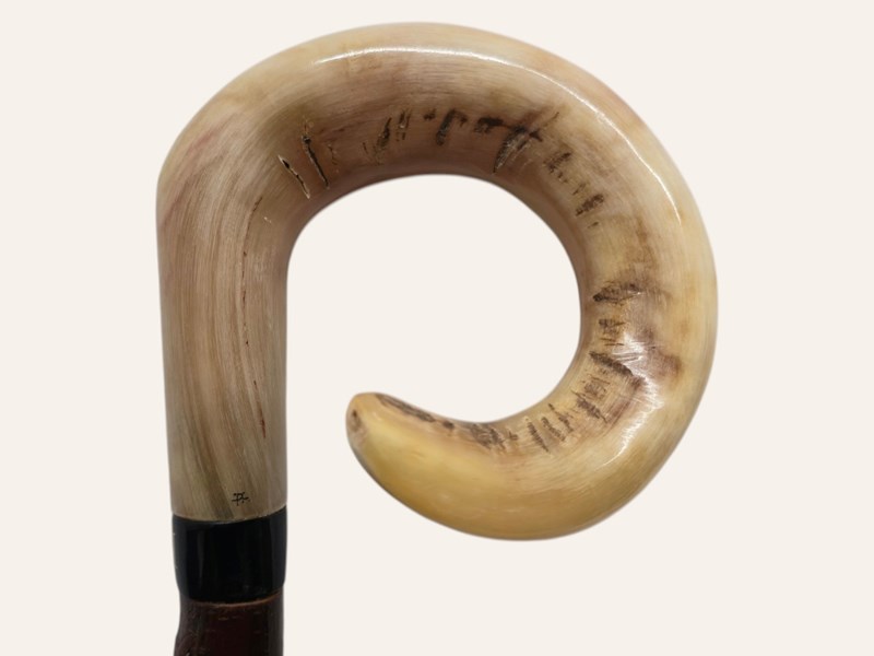Curly Ramshorn Walking Stick Curly Ramshorn Walking Stick