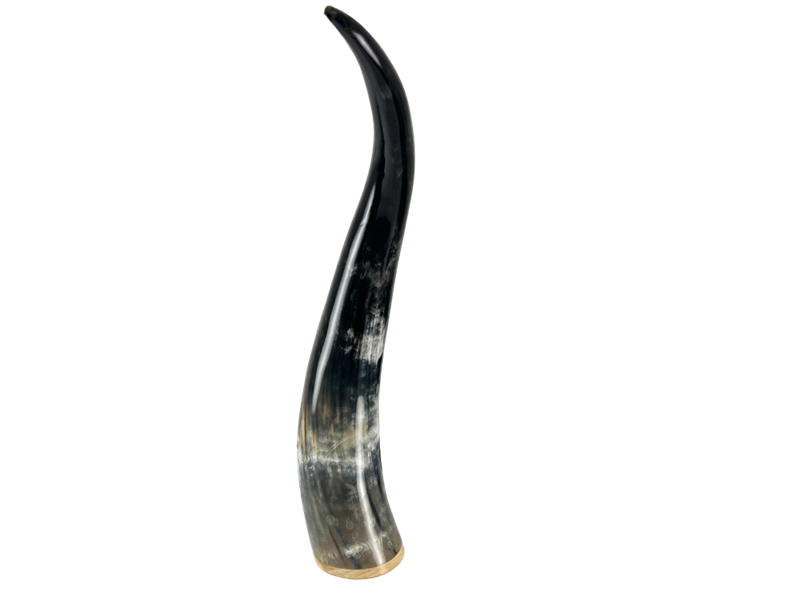 Polished Horn Ornament with Wooden Base