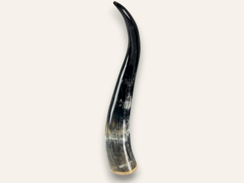 Polished Horn Ornament with Wooden Base Polished Horn Ornament with Wooden Base