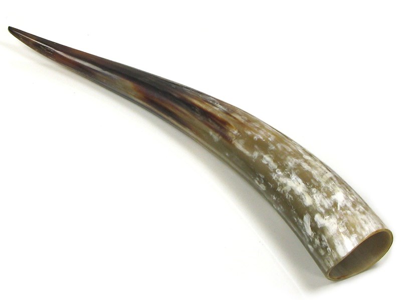 Polished Horn - 15"
