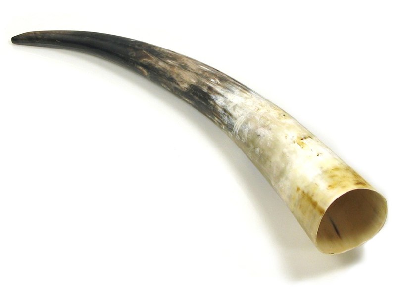 Polished Horn - 20" Polished Horn - 20"