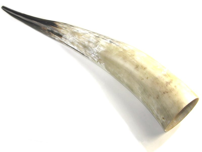 Polished Horn - Extra Large - 30"