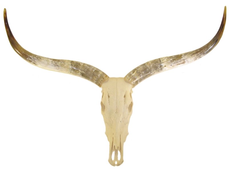 Cow Horns on Skull - Polished Cow Horns on Skull - Polished