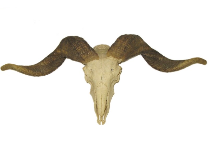 Rams Horns on Skull