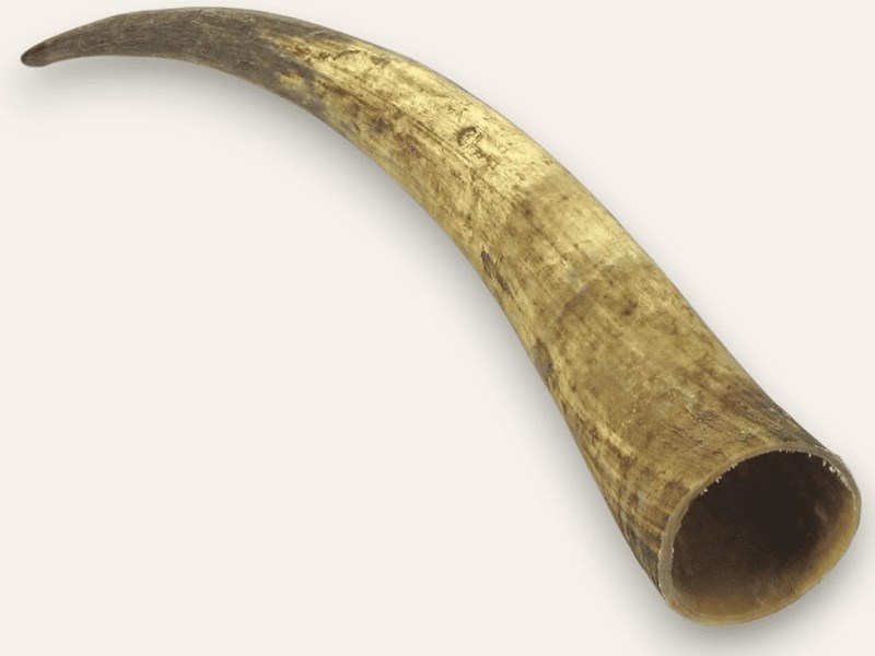 Raw Horn - 25" Raw Horn - 25"