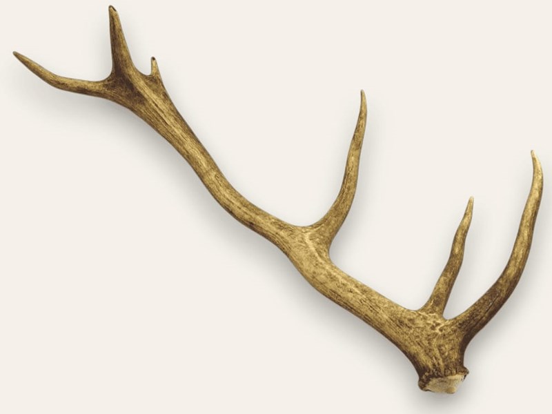 Stag Antler - Whole Stag Antler - Whole