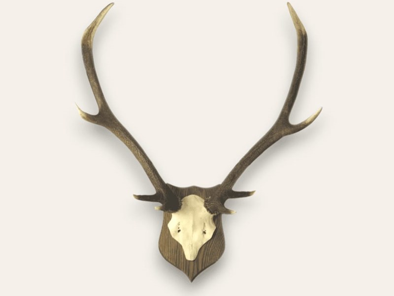 Stag Antler on Skull - Mounted Stag Antler on Skull - Mounted