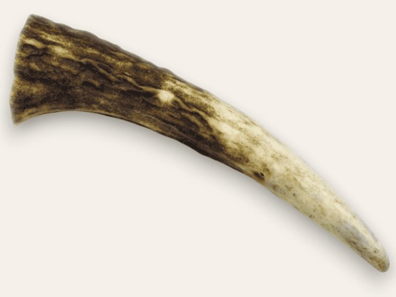 Stag Antler Tynes - Large
