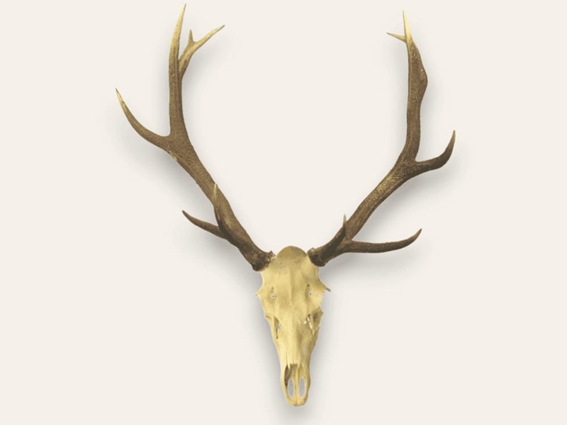Stag Antlers on Skull
