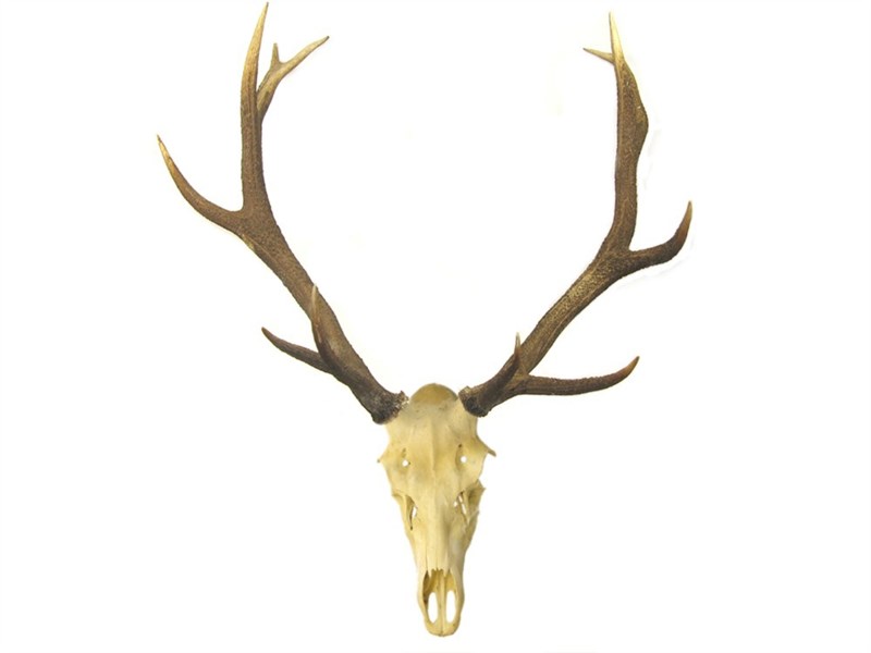 Stag Antlers on Skull Stag Antlers on Skull