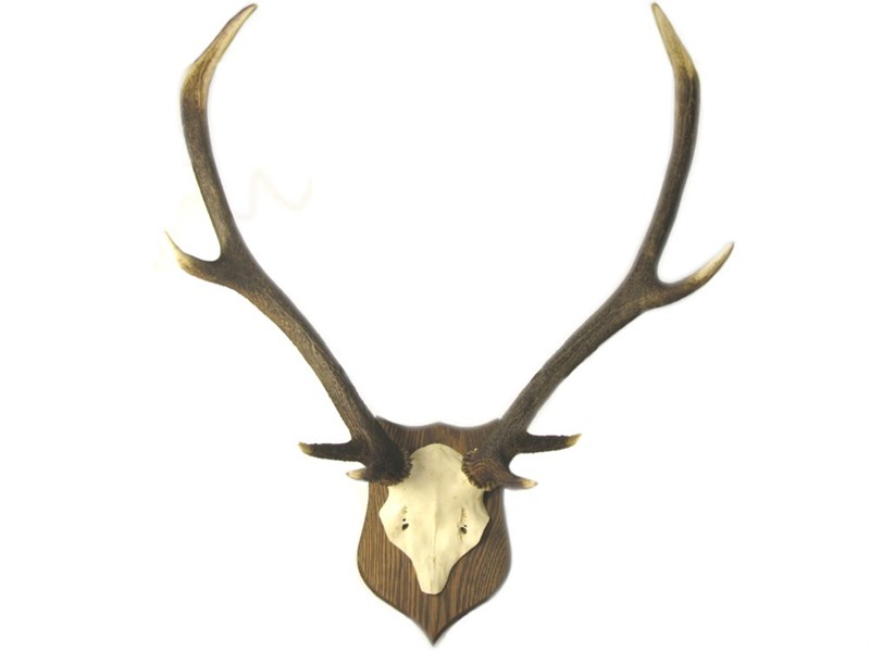 Stag Antler on Skull - Mounted Stag Antler on Skull - Mounted
