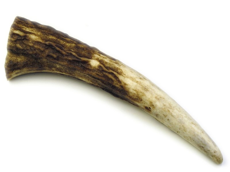 Stag Antler Tynes - Large Stag Antler Tynes - Large
