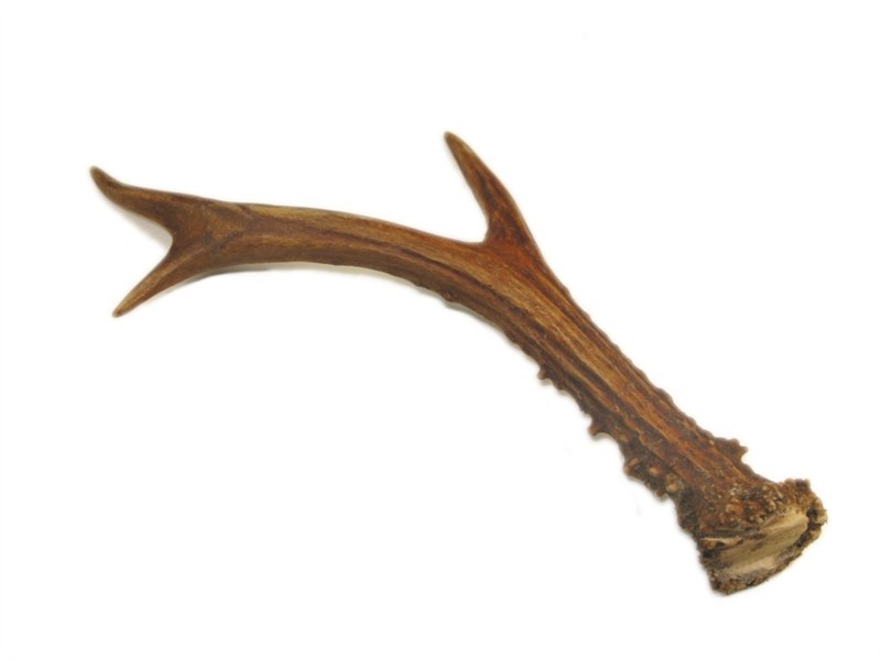 Roe Deer Antler - Whole Roe Deer Antler - Whole