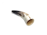 Polished Horn - 5"