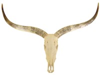 Cow Horns on Skull - Polished