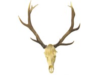 Stag Antlers on Skull
