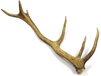 Stag Antler - Whole