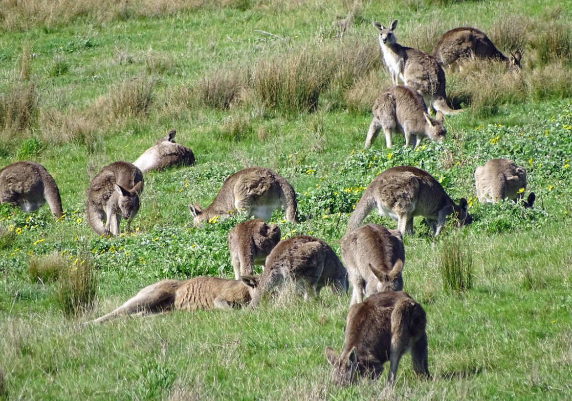 A City Made By People Melbourne Wildlife City Guide 1