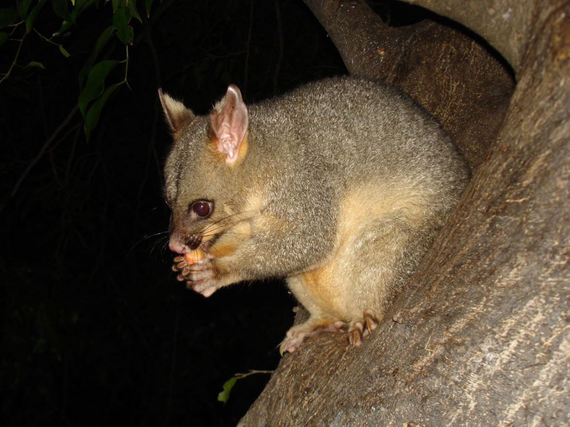 A City Made By People Melbourne Wildlife City Guide 2