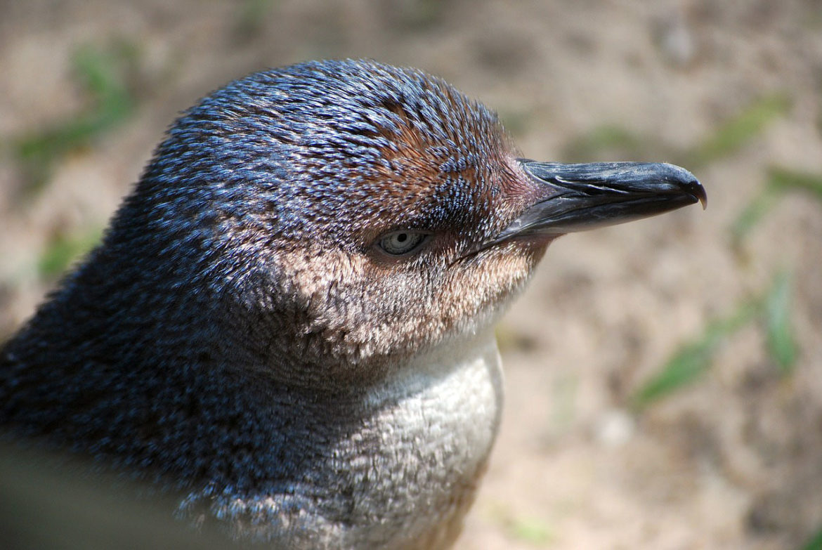 A City Made By People Melbourne Wildlife City Guide 4