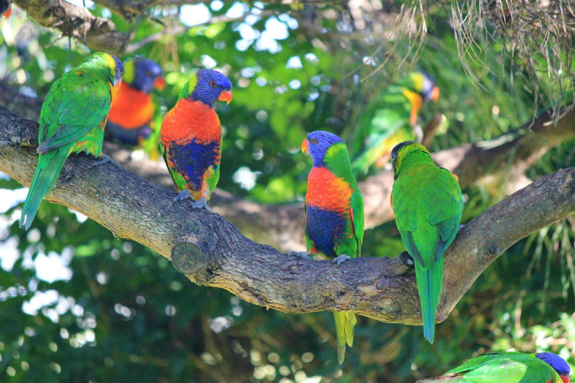 A City Made By People Melbourne Wildlife City Guide