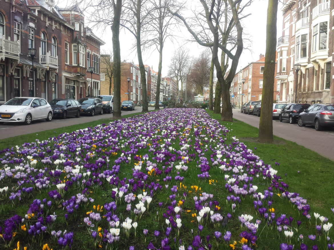A City Made By People Rotterdam Kralingen Neighbourhood7