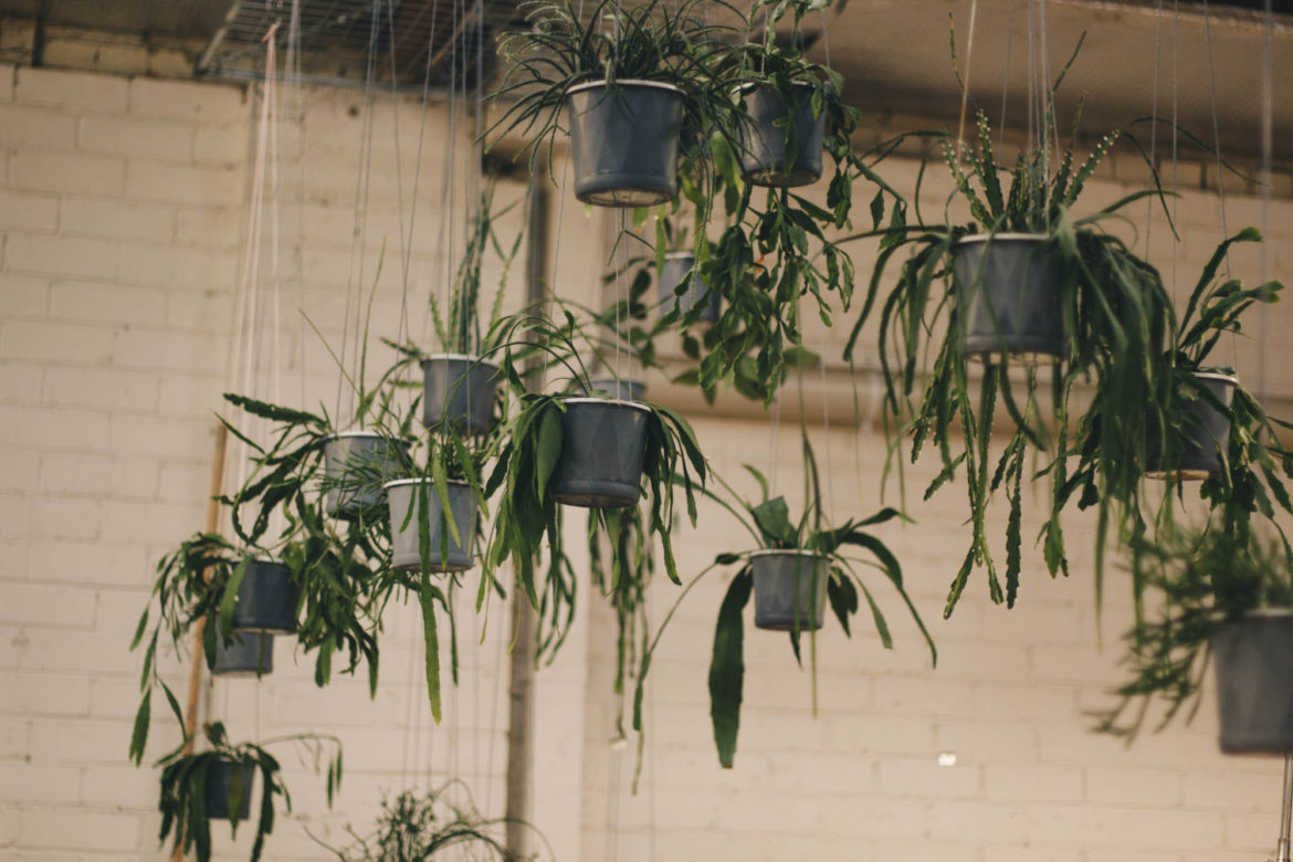 Acmbp Melbourne Behind The Roller Door– Northcity4 Brunswick Hanging Plants