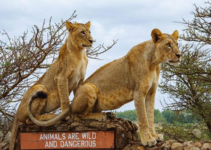 Nairobi: National Park, Baby Elephant, & Giraffe Center Tour