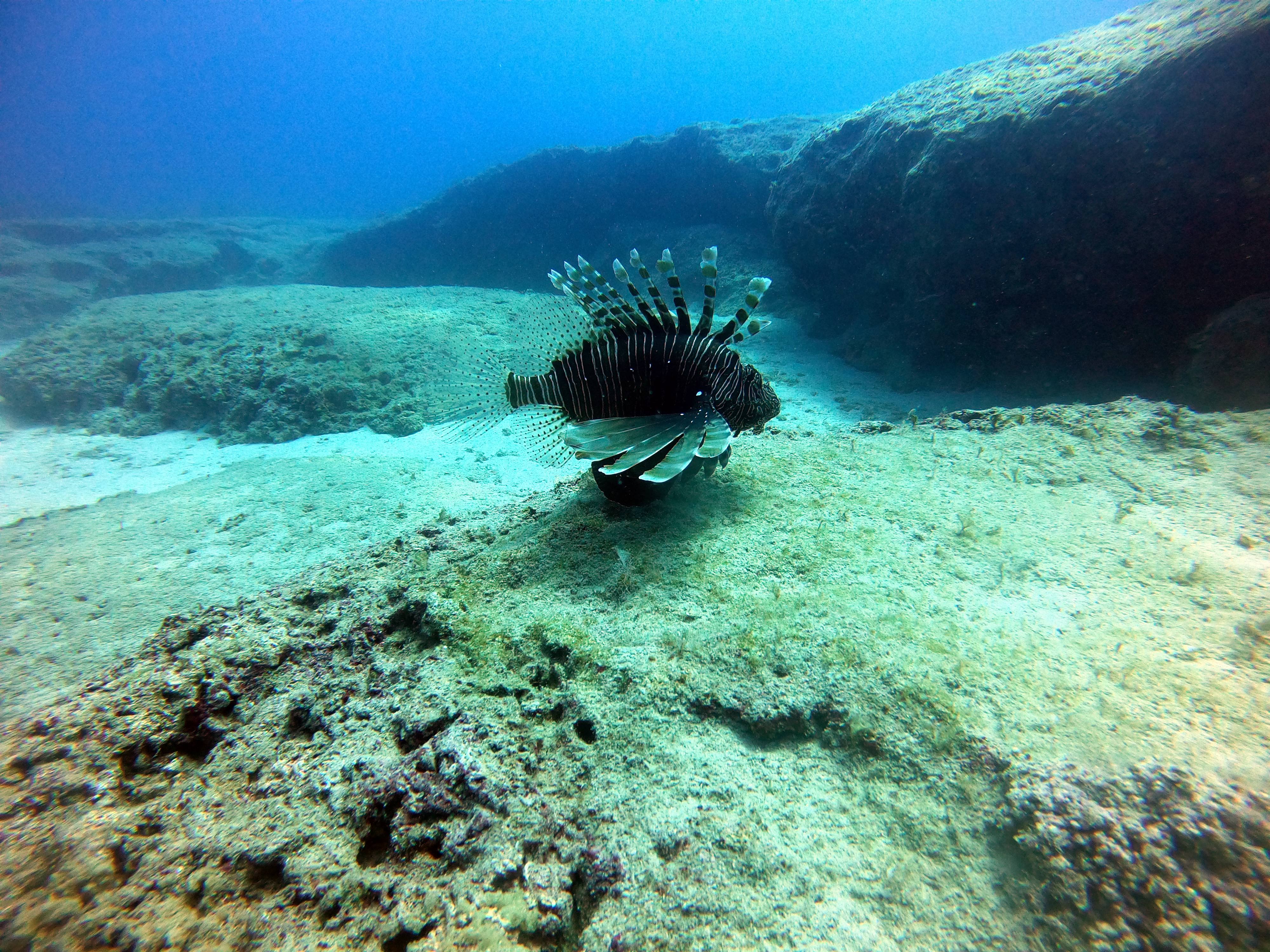 Individual Try Scuba Diving