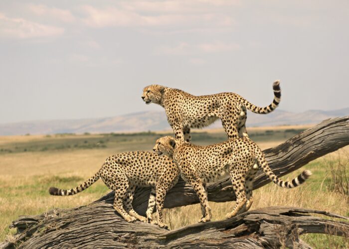 Activity Banner