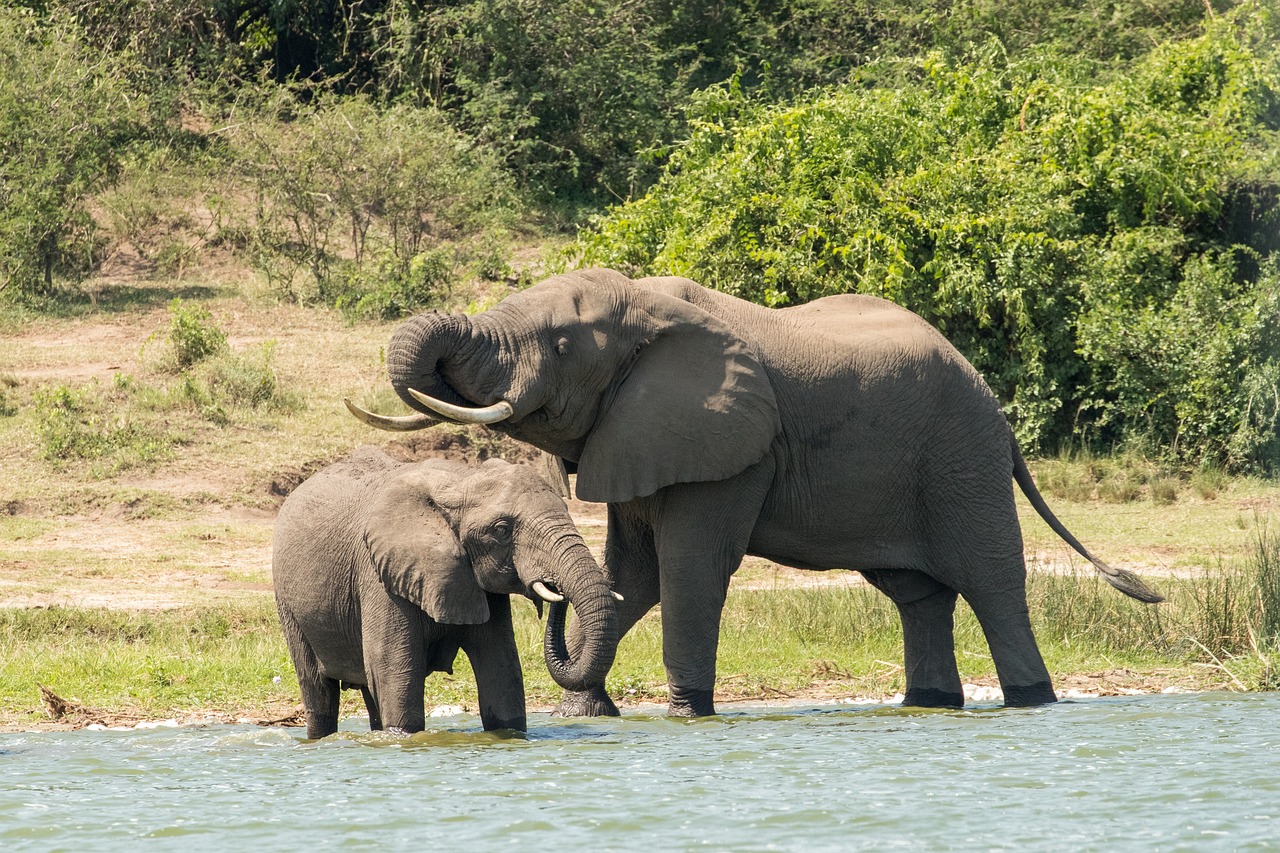 3 Days Queen Elizabeth Wildlife Tour