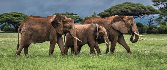 Budget Safari Tanzania