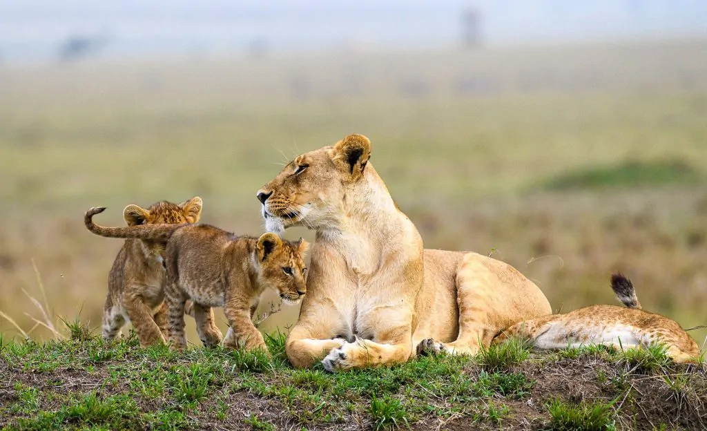 Nairobi: National Park, Elephant Orphanage & Giraffe Center