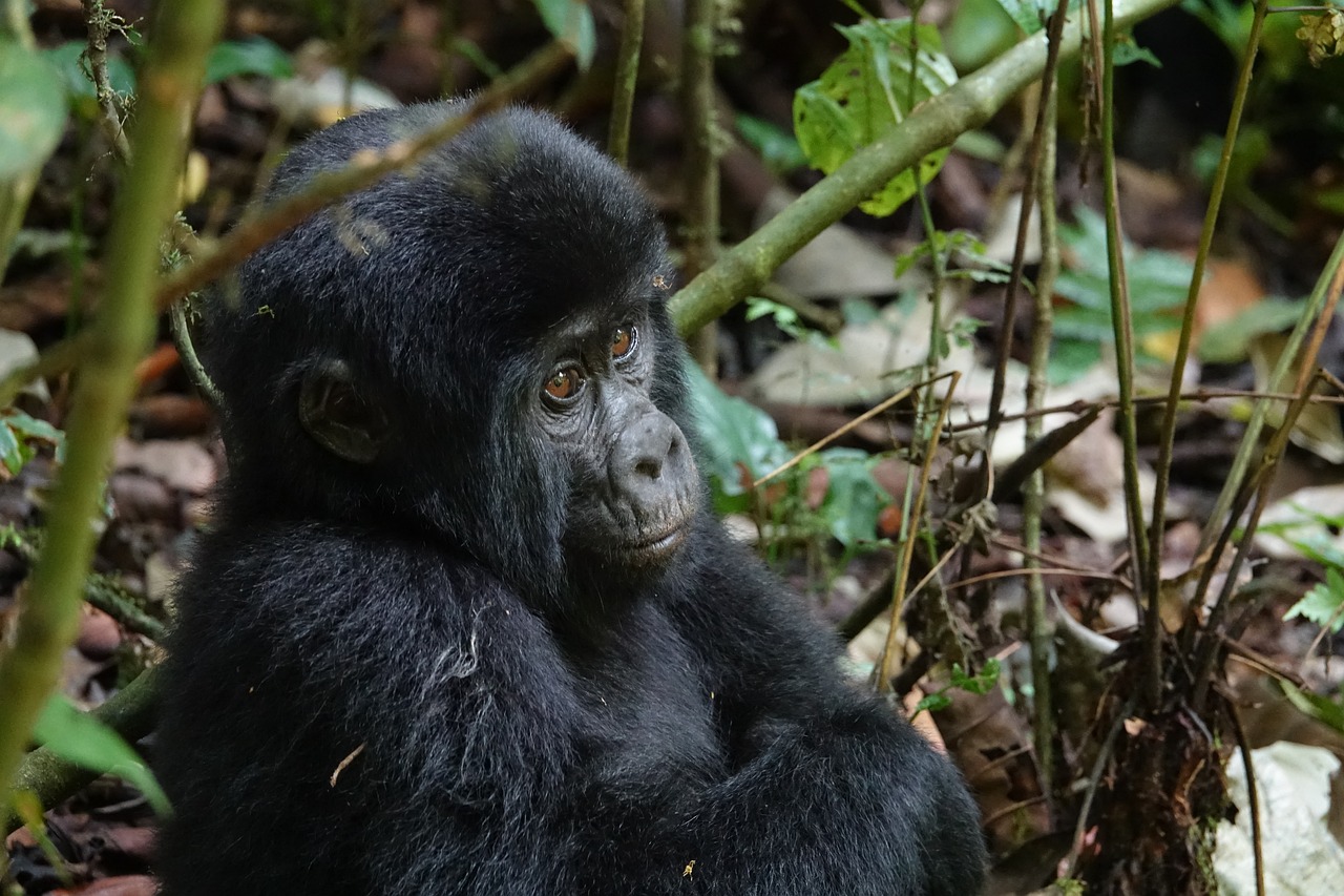 3-day Uganda gorilla safari
